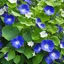 Placeholder: there are pretty blue and white morning glory vines with flowers grown up