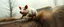 Placeholder: mega blasting fast, so freaking fast, faster than a greased muscle shiny cowboy disco funk fusion fluffy pig on a runaway mud train jumping over the cliff . speed and energy, painted by Rembrandt and fallout 4, straight down a muddy slide, with a bus straight behind him