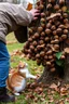 Placeholder: hundreds of acorns tries to attack my mother, brother and a cat