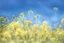 Placeholder: bottom is detailed canola with green stems and branches, top is sky, photography,