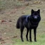 Placeholder: Black wolf, red in ears, red on snout