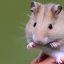 Placeholder: Hamster king of england