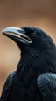 Placeholder: a crow close his mouth a warm realistic , pro photography , high quality, and cinematic scene