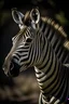 Placeholder: Portrait of the zebra