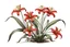 Placeholder: Western Red Lily plant, illustration on white background, vignette