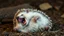 Placeholder: Realistic Hedgehog Lying On His Back And Laughing