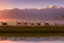 Placeholder: alpacas, peru, mountains, reflection, mist, sunrise