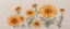 Placeholder: draw calendula flowers and kamomil flowers