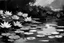 Placeholder: elvis pressley style of monet simple black and white