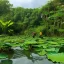 Placeholder: lotus jungle lake