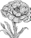 Placeholder: real massive Carnation flower coloring page