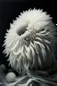 Placeholder: death, Beauty, depression, constriction, white, art, chrysanthemum