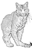 Placeholder: coloring book image of a lynx