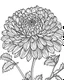 Placeholder: real massive Chrysanthemum flower coloring page