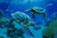 Placeholder: An indigo underwater reef with sea turtles painted by Frank Wilson