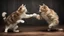 Placeholder: Two Funny cats on the dark wood table fighting