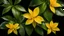 Placeholder: Yellow Alphonso Mango, Mango leaf and mango flowers of tropical tree Mangifera indica, dark background, 4k, 8k, 16k, full ultra hd, high resolution and cinematic photography --ar 3:2 --v 5 --upbeta --v 5 --Screen Space Reflections --Diffraction Grading --Chromatic Aberration --GB Displacement --Scan Lines --Ambient Occlusion --Anti-Aliasing FKAA --TXAA --RTX --SSAO --OpenGL-Shader’s --Post Processing --Post-Production --Cell Shading --Tone Mapping --CGI
