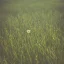 Placeholder: single long stem wildflower in a field, polaroid, tender, modern, award winning landscape photography, nature photography, r/mostbeautiful