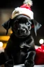 Placeholder: real, black puppy is wearing a Santa hat in a hanging decorated Christmas stocking