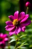 Placeholder: A small flower that grows up to 6 inches (15 cm) tall, with petals that are generally caramel; each flower tends to be a variation of this colour. Dozens of medium-sized flowers grow along the length of the stem. Perforated, magenta leaves alternate on the stem from about halfway up, up to the flower head. --- Fact: All of it is said to be part of one single, massive plant.