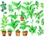 Placeholder: Vector plants and herb set illustration. Watercolor illustration color