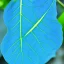 Placeholder: blue leaf