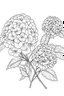 Placeholder: Outline art for coloring page, HYDRANGEA FLOWERS WITH STEMS, coloring page, white background, Sketch style, only use outline, clean line art, white background, no shadows, no shading, no color, clear