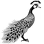 Placeholder: white, A peacock in flight, vector, white background, outline, with images neatly contained within the background, just black and white color, full body, no color. Front view.