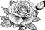 Placeholder: coloring images of Hybrid Tea Rose Peace , black and white background, thin lines