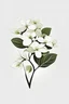 Placeholder: Pacific dogwood, minimalist vector logo, white background