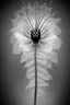 Placeholder: Realistic x-ray flower with intricate details, texturized effect, black and white, inspired by Hugh Turvey, Bert Myers and flower photography