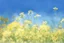 Placeholder: bottom half canola plants detailed, top half sky, watercolor illustration