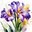 Placeholder: runny wet watercolor painting, Willem Haenraets style, ((best quality)), ((masterpiece)), ((realistic, digital art)), (hyper detailed), intricate details, (one) 2multicolored iris flowers, closeup, white background, vivid coloring, some splashes