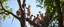Placeholder: monkey goat flock climbing trees
