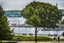 Placeholder: A 200-foot-tall tree with a face, across Lake Monona from the Monona Terrace Convention Center in Madison, Wi