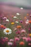 Placeholder: field of beautiful flowers