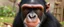 Placeholder: Humans Might Have Evolved to Identify Faces Like Chimps Recognise Butts