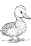 Placeholder: outline art for Duckling (Duck) coloring pages with sitch, white background, Sketch style, full body, only use outline, toddlers style, clean line art, white background, no shadows and clear and well outlined.