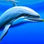 Placeholder: a hyper realistic illustration of a Dolphin, detailed, using three colors blue. ocean background.