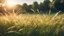 Placeholder: Image Type: HD Wallpaper Theme Description: A mesmerizing view of grass swaying gracefully in the wind Art style: Realistic, soft lighting, natural colors , Wide angle lens Shot: Wide shot Related information: High resolution (4K or 8K), Golden hour light, Detailed textures