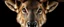Placeholder: upper body with eyes of hound reindeer yoga man with the venus in the pupils