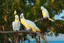 Placeholder: cockatoos, tropical paradise island, sunset