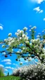 Placeholder: Cherty blossom against a beautiful blue sky