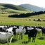 Placeholder: A herd of black and white cows in a grassy pasture at the foot of the mountain