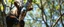 Placeholder: close up on member of sloth vampire goat flock climbing trees