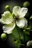 Placeholder: flower