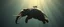 Placeholder: bear ant eater elephant floating in 4 dimensions, goa trance movie poster