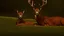 Placeholder: deer in forest next to rocks and grass fields