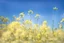 Placeholder: bottom is detailed canola in full bloom with side branches, top is sky, photography, darken stems compared to reference