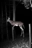 Placeholder: deer, Legs bent backwards, Barrel chested/bloated abdomen, Emaciation, Eyes belonging to unrelated animals, Forward-facing eyes, General bodily disfigurement, on hind legs, black and white